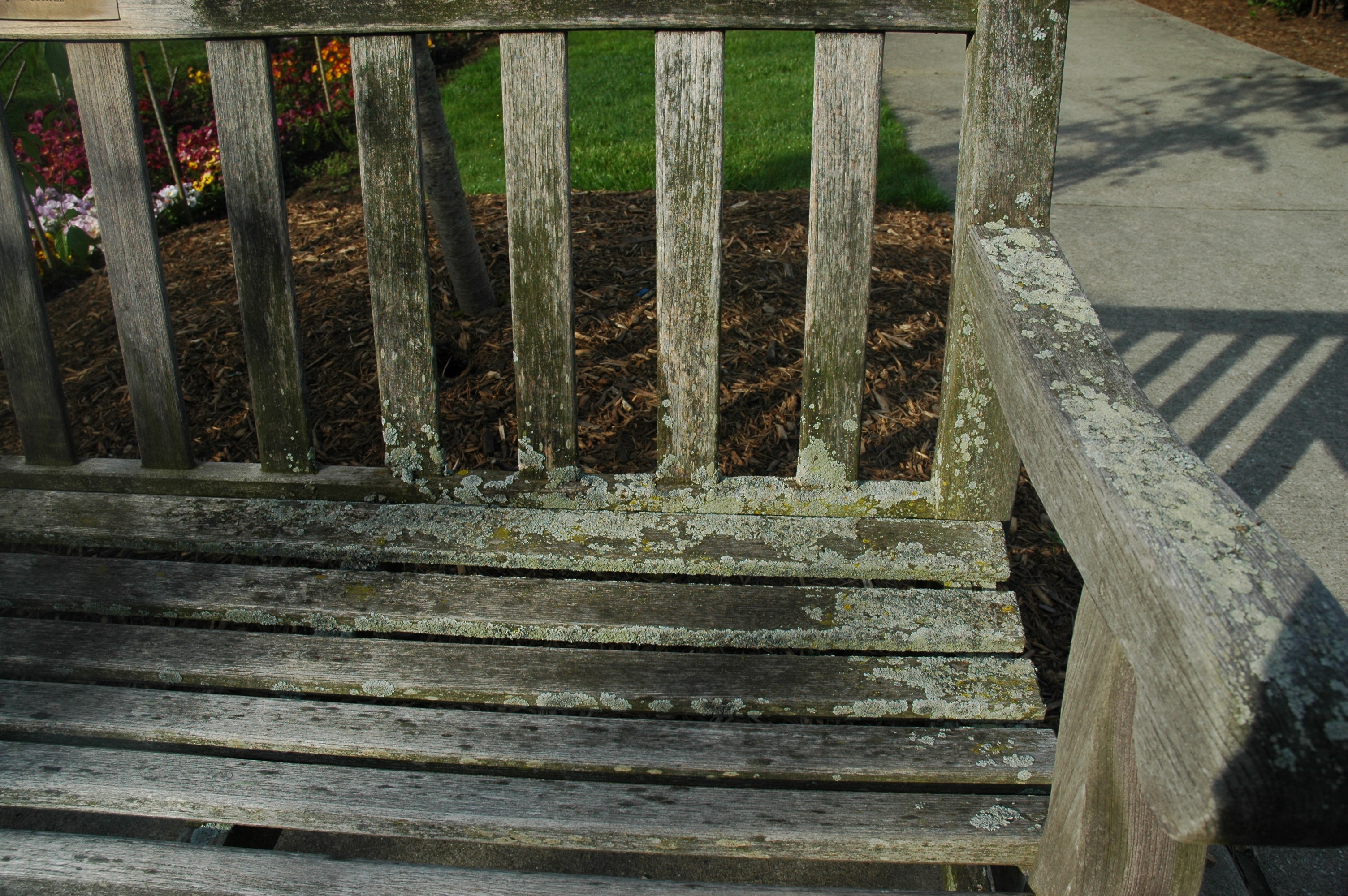 A wood bench covered with lichens.